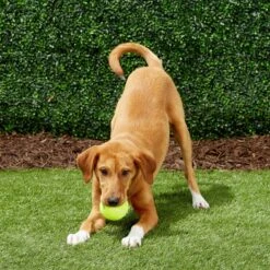 Frisco Fetch Squeaky Tennis Ball Dog Toy 12 Frisco Fetch Squeaky Tennis Ball Dog Toy -Frisco 152803 PT6. AC SS1800 V1691776652