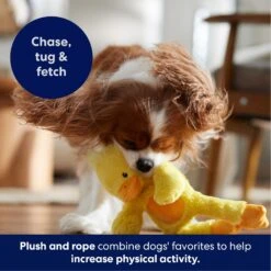 Frisco Duck Plush With Inside Rope Squeaky Dog Toy 10 Frisco Duck Plush With Inside Rope Squeaky Dog Toy -Frisco 174723 PT4. AC SS1800 V1695671059