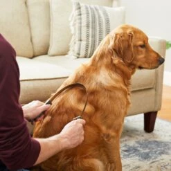 Frisco Shedding Blade Dog Brush, One Size 9 Frisco Shedding Blade Dog Brush, One Size -Frisco 206895 PT6. AC SS1800 V1680186099