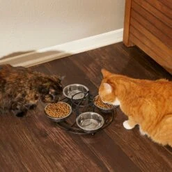 Frisco Multi Pet Feeding 4-Bowls Stainless Steel Dog & Cat Bowls, 0.5 Cup 13 Frisco Multi Pet Feeding 4-Bowls Stainless Steel Dog & Cat Bowls, 0.5 Cup -Frisco 213787 PT6. AC SS1800 V1599091021