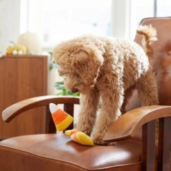 Frisco Halloween Candy Corn Plush Squeaky Dog Toy 7 Frisco Halloween Candy Corn Plush Squeaky Dog Toy -Frisco 218619 PT6. AC SS1800 V1597599676