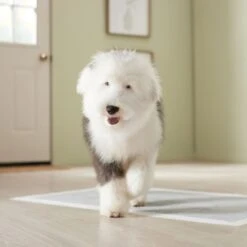 Frisco Giant Charcoal Dog Training & Potty Pads 15 Frisco Giant Charcoal Dog Training & Potty Pads -Frisco 227462 PT6. AC SS1800 V1674665684