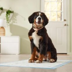Frisco Premium Giant Printed Dog Training & Potty Pads, 27.5 X 44-in, Unscented 15 Frisco Premium Giant Printed Dog Training & Potty Pads, 27.5 X 44-in, Unscented -Frisco 227472 PT6. AC SS1800 V1674663313