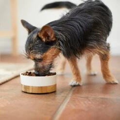 Frisco Melamine Dog & Cat Bowl With Bamboo Base 8 Frisco Melamine Dog & Cat Bowl With Bamboo Base -Frisco 232065 PT7. AC SS1800 V1692989518