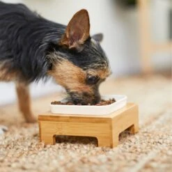 Frisco Square Melamine Dog & Cat Bowl With Bamboo Stand 13 Frisco Square Melamine Dog & Cat Bowl With Bamboo Stand -Frisco 232072 PT8. AC SS1800 V1605746845