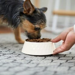 Frisco Hammered Melamine Stainless Steel Dog Bowl 10 Frisco Hammered Melamine Stainless Steel Dog Bowl -Frisco 232083 PT7. AC SS1800 V1692989464