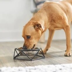 Frisco Elevated Stainless Steel Dog & Cat Bowl With Metal Stand 10 Frisco Elevated Stainless Steel Dog & Cat Bowl With Metal Stand -Frisco 253055 PT2. AC SS1800 V1616594231