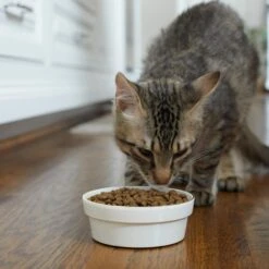 Frisco Gold Trim Melamine Dog & Cat Bowl -Frisco 253062 PT2. AC SS1800 V1616595766