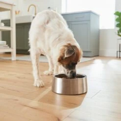 Frisco Insulated Non-Skid Stainless Steel Dog & Cat Bowl 13 Frisco Insulated Non-Skid Stainless Steel Dog & Cat Bowl -Frisco 261757 PT5. AC SS1800 V1623937435