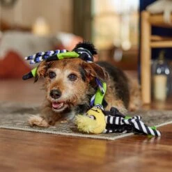 Frisco Halloween Spider Plush Squeaky Dog Toy -Frisco 270379 PT3. AC SS1800 V1689878438