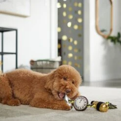 Frisco New Year's Eve Midnight Countdown Plush With Rope Squeaky Dog Toy 5 Frisco New Year's Eve Midnight Countdown Plush With Rope Squeaky Dog Toy -Frisco 288478 PT3. AC SS1800 V1638289625