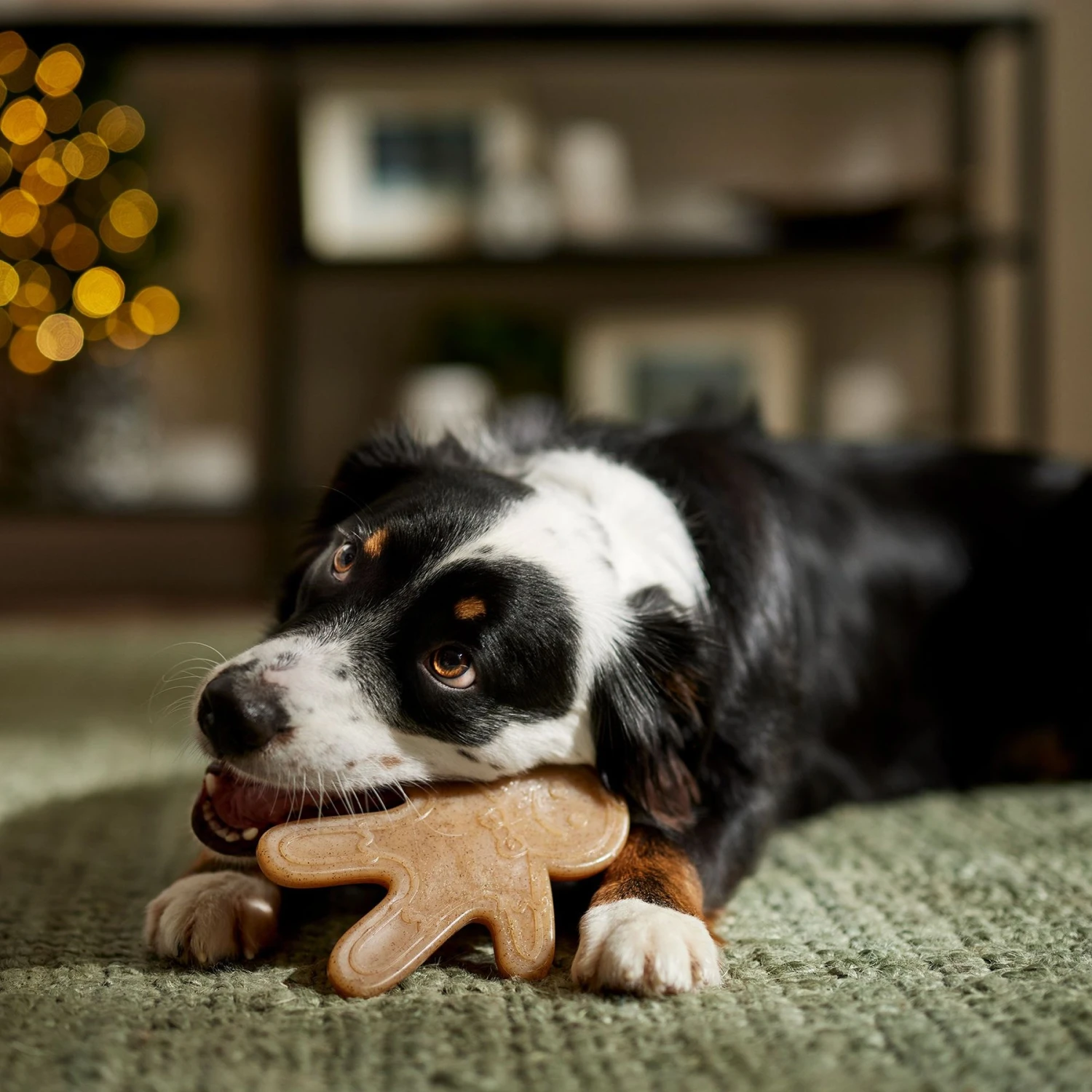 Frisco Nylon Gingerbread Dog Chew Toy, Beef Flavor, Medium 3 Frisco Nylon Gingerbread Dog Chew Toy, Beef Flavor, Medium - Image 3