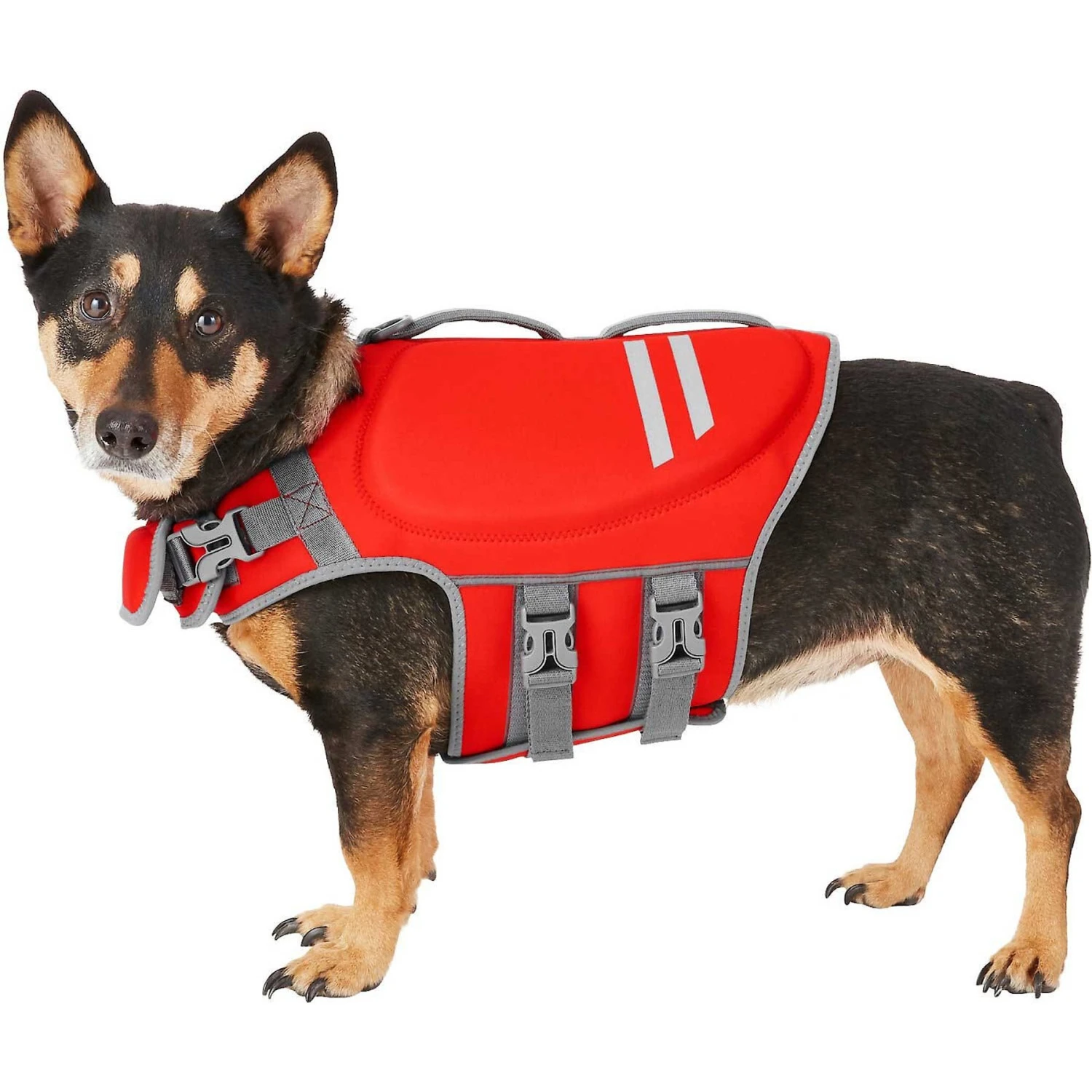 Frisco Neoprene Dog Life Jacket & Frisco Foam Rubber Floating Fetch Ball No Squeak Dog Toy 2 Frisco Neoprene Dog Life Jacket & Frisco Foam Rubber Floating Fetch Ball No Squeak Dog Toy - Image 2