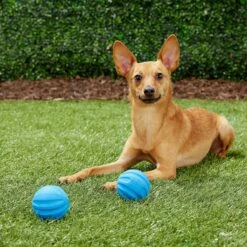 Frisco Neoprene Dog Life Jacket & Frisco Foam Rubber Floating Fetch Ball No Squeak Dog Toy 15 Frisco Neoprene Dog Life Jacket & Frisco Foam Rubber Floating Fetch Ball No Squeak Dog Toy -Frisco 303480 PT7. AC SS1800 V1623064950