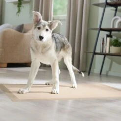 Frisco Giant Eco-Conscious Dog Training & Potty Pads 15 Frisco Giant Eco-Conscious Dog Training & Potty Pads -Frisco 309794 PT6. AC SS1800 V1674666971