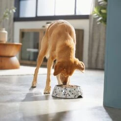 Frisco Terrazzo Design Stainless Steel Dog & Cat Bowl 9 Frisco Terrazzo Design Stainless Steel Dog & Cat Bowl -Frisco 311957 PT2. AC SS1800 V1642535493