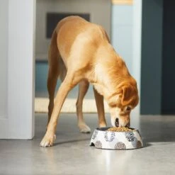 Frisco Animal Design Stainless Steel Dog & Cat Bowl 10 Frisco Animal Design Stainless Steel Dog & Cat Bowl -Frisco 311960 PT2. AC SS1800 V1642542990