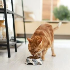 Frisco Animal Design Stainless Steel Dog & Cat Bowl 11 Frisco Animal Design Stainless Steel Dog & Cat Bowl -Frisco 311960 PT3. AC SS1800 V1642542415