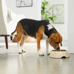 Frisco Circle Design Stainless Steel Dog & Cat Bowl 9 Frisco Circle Design Stainless Steel Dog & Cat Bowl -Frisco 311969 PT2. AC SS1800 V1642542858