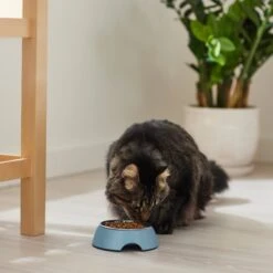 Frisco Coral Design Stainless Steel Dog & Cat Bowl 11 Frisco Coral Design Stainless Steel Dog & Cat Bowl -Frisco 311972 PT3. AC SS1800 V1642542435