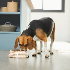 Frisco Copper Print Design Stainless Steel Dog & Cat Bowl 10 Frisco Copper Print Design Stainless Steel Dog & Cat Bowl -Frisco 311975 PT2. AC SS1800 V1642542895