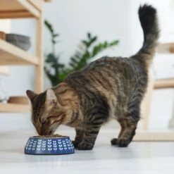 Frisco Leaf Design Stainless Steel Dog & Cat Bowl 11 Frisco Leaf Design Stainless Steel Dog & Cat Bowl -Frisco 311980 PT3. AC SS1800 V1642542556