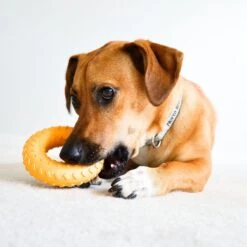 Frisco Cow Plush Squeaky Dog Toy & Playology Scented Dual Layer Ring Dog Toy 17 Frisco Cow Plush Squeaky Dog Toy & Playology Scented Dual Layer Ring Dog Toy -Frisco 319488 PT8. AC SS1800 V1630625808