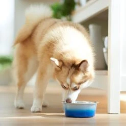 Frisco Ombre Design Stainless Steel Dog & Cat Bowl 9 Frisco Ombre Design Stainless Steel Dog & Cat Bowl -Frisco 331516 PT2. AC SS1800 V1657656874