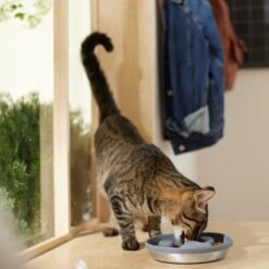 Frisco Silicone Stainless Paw Steel Slow Feeder Dog & Cat Bowl 10 Frisco Silicone Stainless Paw Steel Slow Feeder Dog & Cat Bowl -Frisco 331528 PT3. AC SS1800 V1657656874