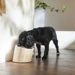 Frisco Elevated Slanted Bamboo Melamine Non-Skid Dog Bowl With Bamboo Stand 10 Frisco Elevated Slanted Bamboo Melamine Non-Skid Dog Bowl With Bamboo Stand -Frisco 363387 PT2. AC SS1800 V1657657267