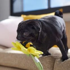 Frisco Spring Sunflower Plush Squeaky Dog Toy -Frisco 546766 PT4. AC SS1800 V1702500565