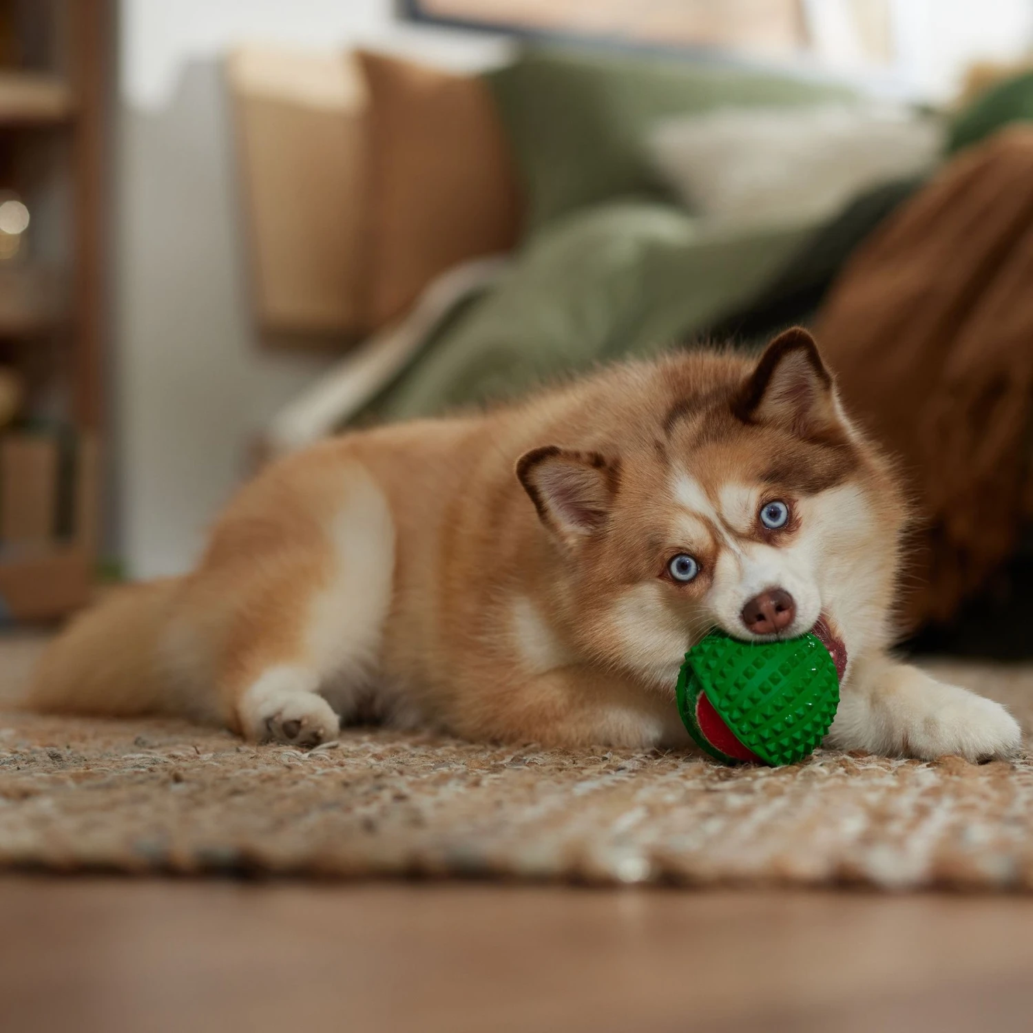 Frisco Holiday Fetch Squeaky Tennis Ball With Rubber Sleeve Dog Toy 3 Frisco Holiday Fetch Squeaky Tennis Ball With Rubber Sleeve Dog Toy - Image 3