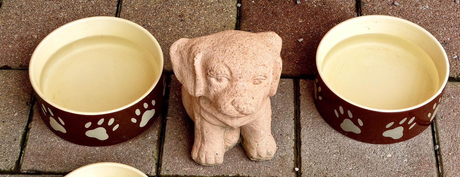 Frisco -Frisco animal 949803 1920