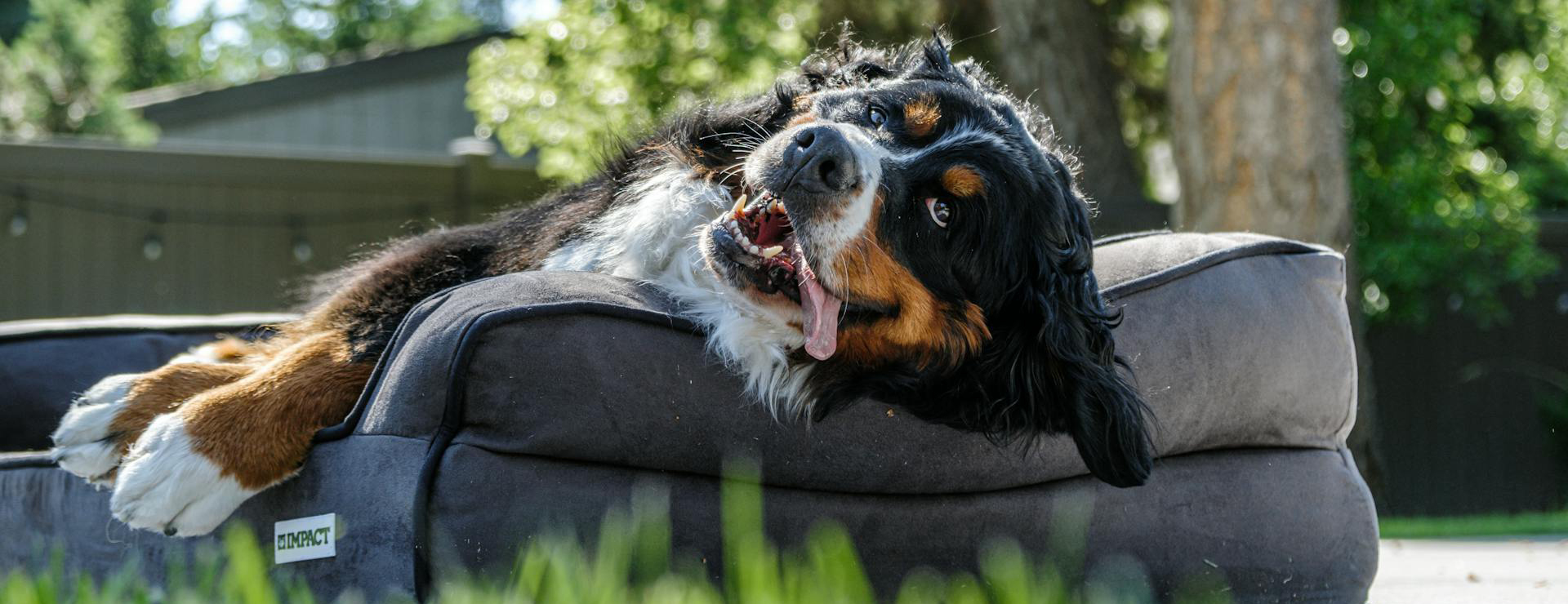 Frisco -Frisco pexels impact dog crates 1789722873 28860737